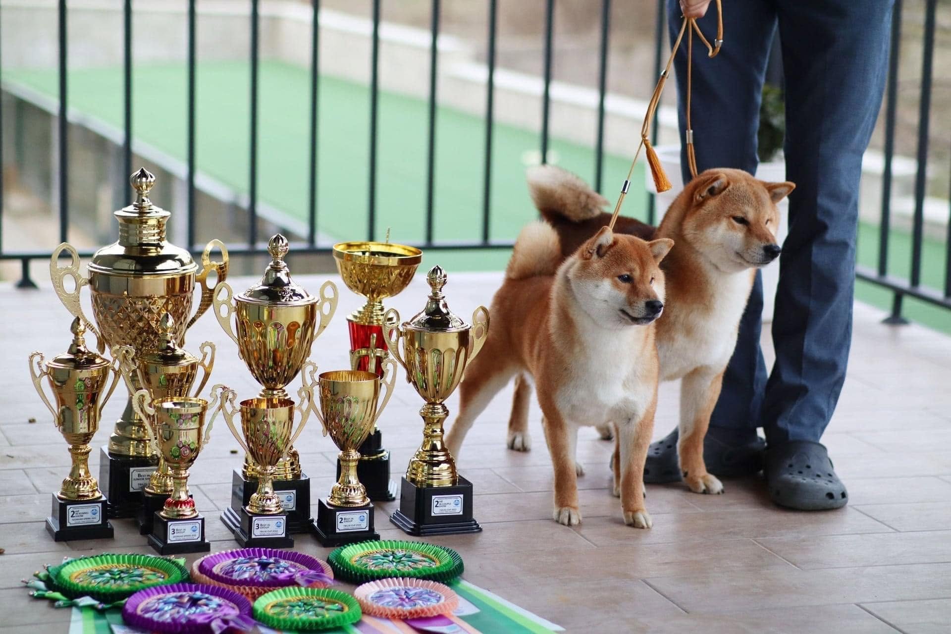 Professional dog training session with certified trainer at Villa Indigo Tbilisi